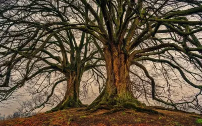 82 Nuovi Alberi Monumentali d’Italia: il decimo aggiornamento del MASAF svela giganti verdi da record
