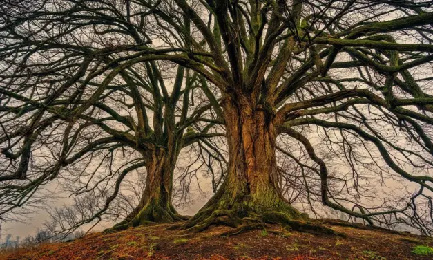 82 Nuovi Alberi Monumentali d’Italia: il decimo aggiornamento del MASAF svela giganti verdi da record