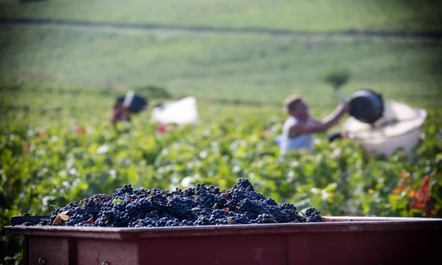 Borgogna 2026: 5 numeri che raccontano la vendemmia più precoce della storia